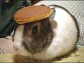 bunny%20pancake.jpg